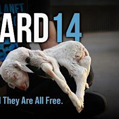 National Animal Rights Day ATX