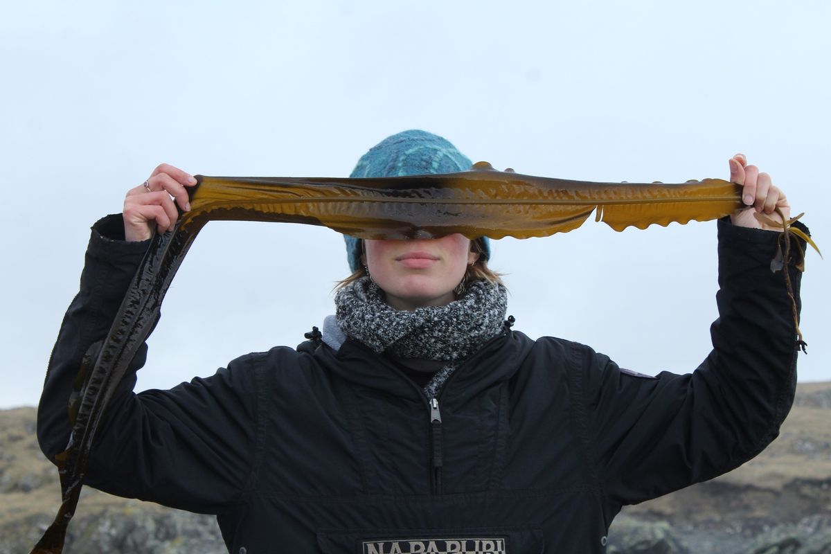 Jemima Hall Seaweed Foraging Workshops