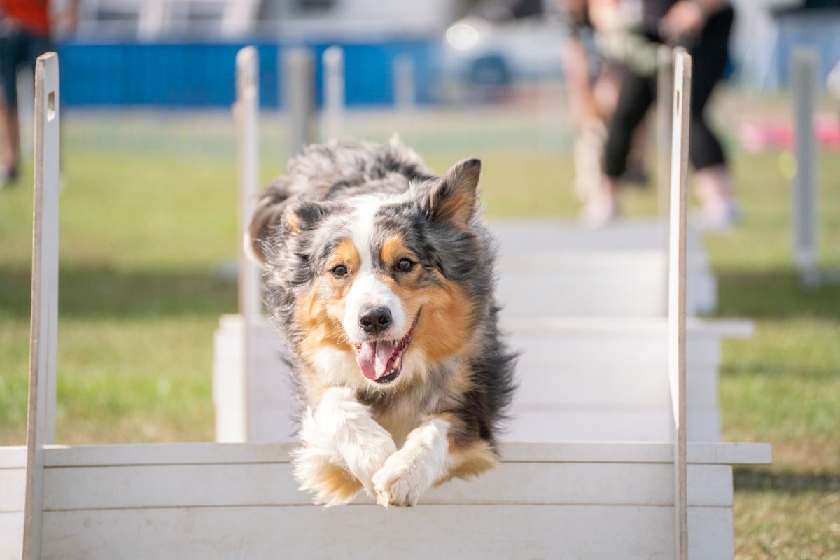 Paws in the Park Kent Show