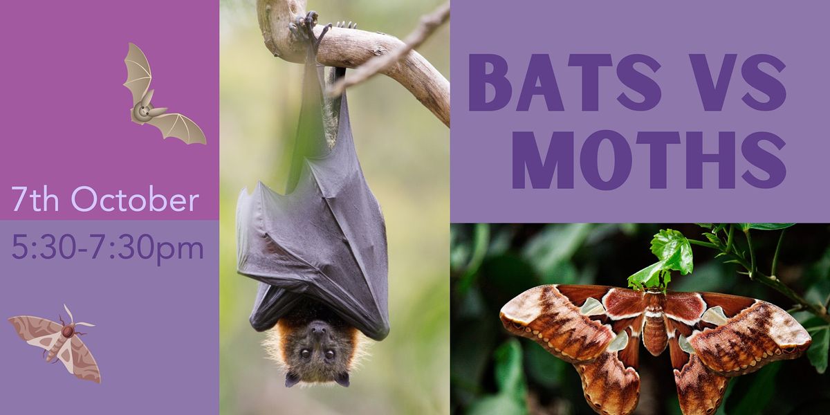 Bats vs Moths