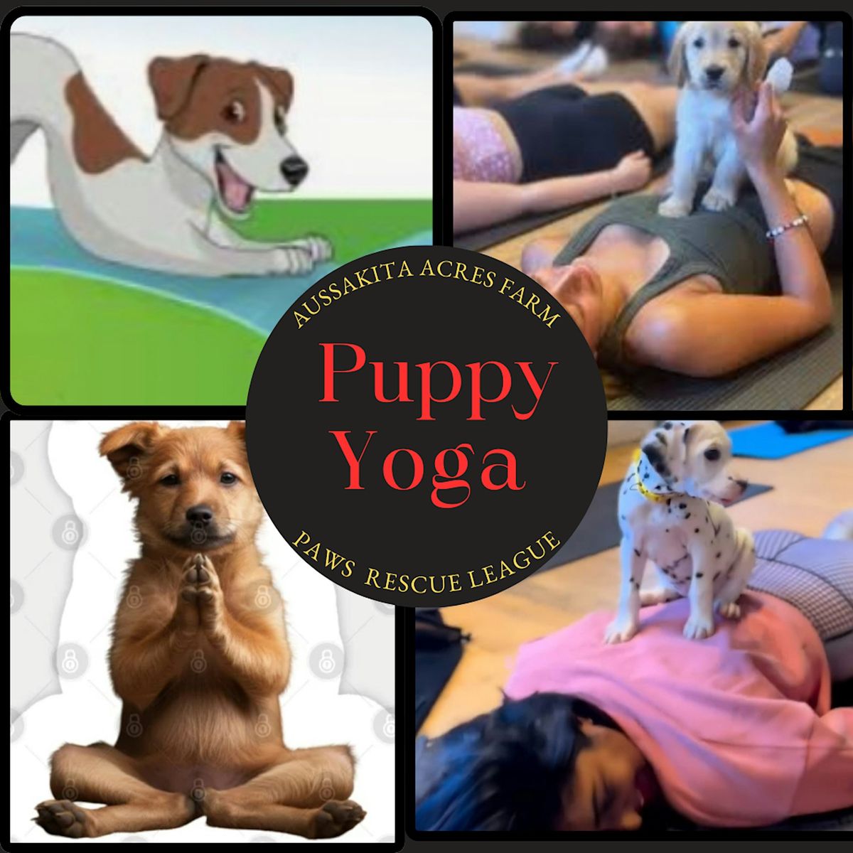 PUPPY YOGA WITH PAWS RESCUE LEAGUE