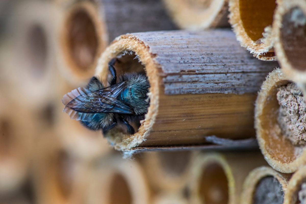 Fall Mason Bee Seminar with Tom Leahy at GARDENWORKS Saanich