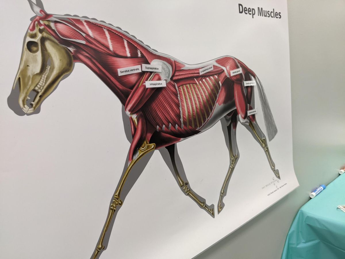 Saskatoon Equine Anatomy Workshop