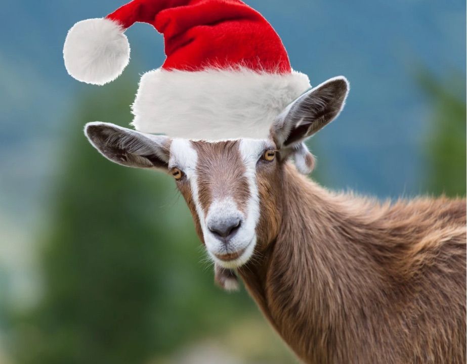 Christmas Goat Yoga - limited spaces 