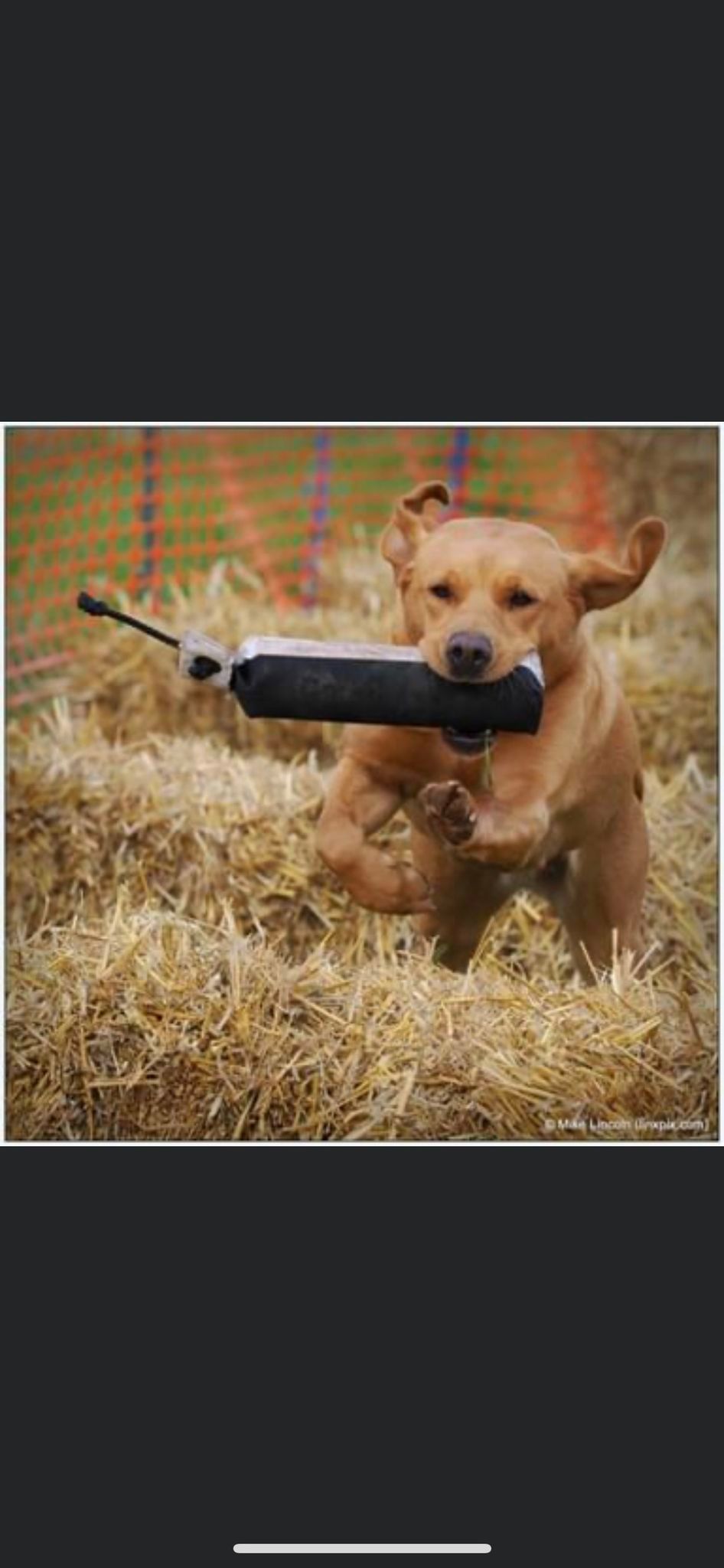 Hackthorn Have a Go Gundog Scurry