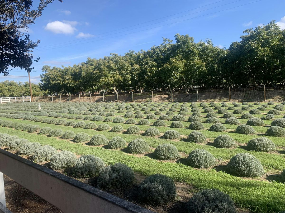 Lavender Farm Yoga with MandyOnTheMat