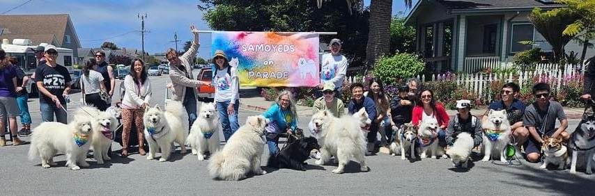 Night of Lights Parade - Bring your Samoyed 