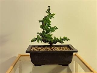 Make a Bonsai Juniper --outdoor