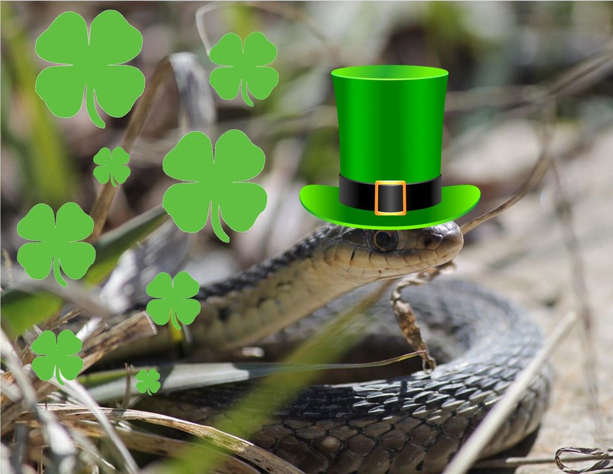 St. Patrick's Day Snakes