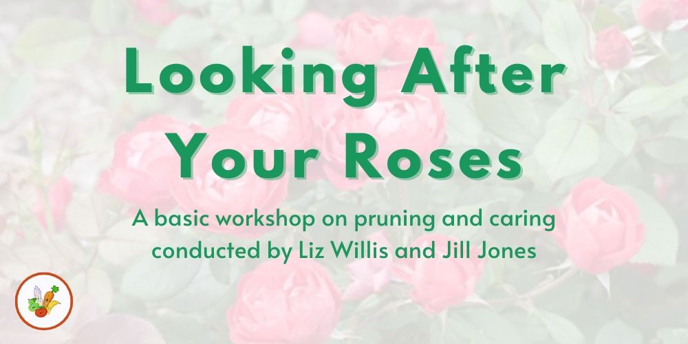 Looking After Your Roses 