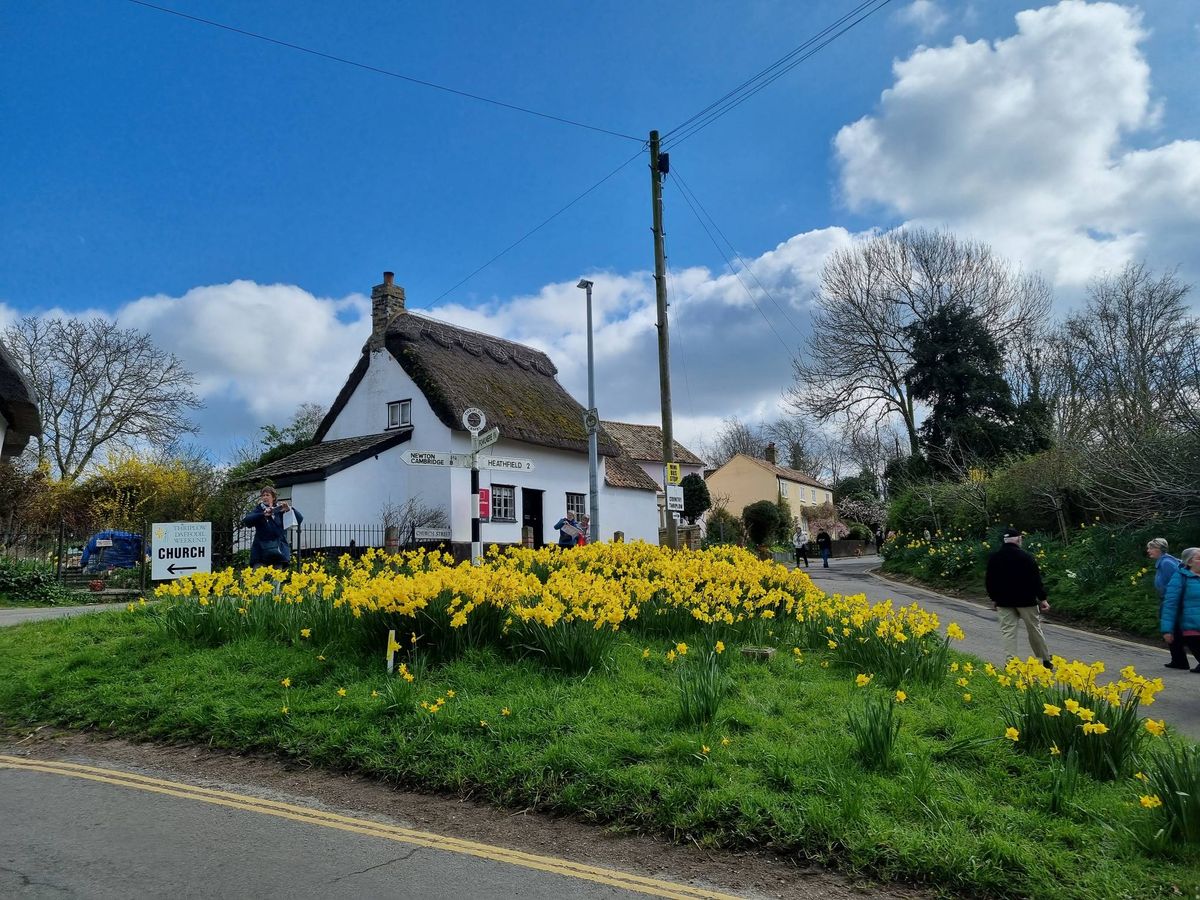 Thriplow Daffodil Weekend. - Sat 22 Mar 2025