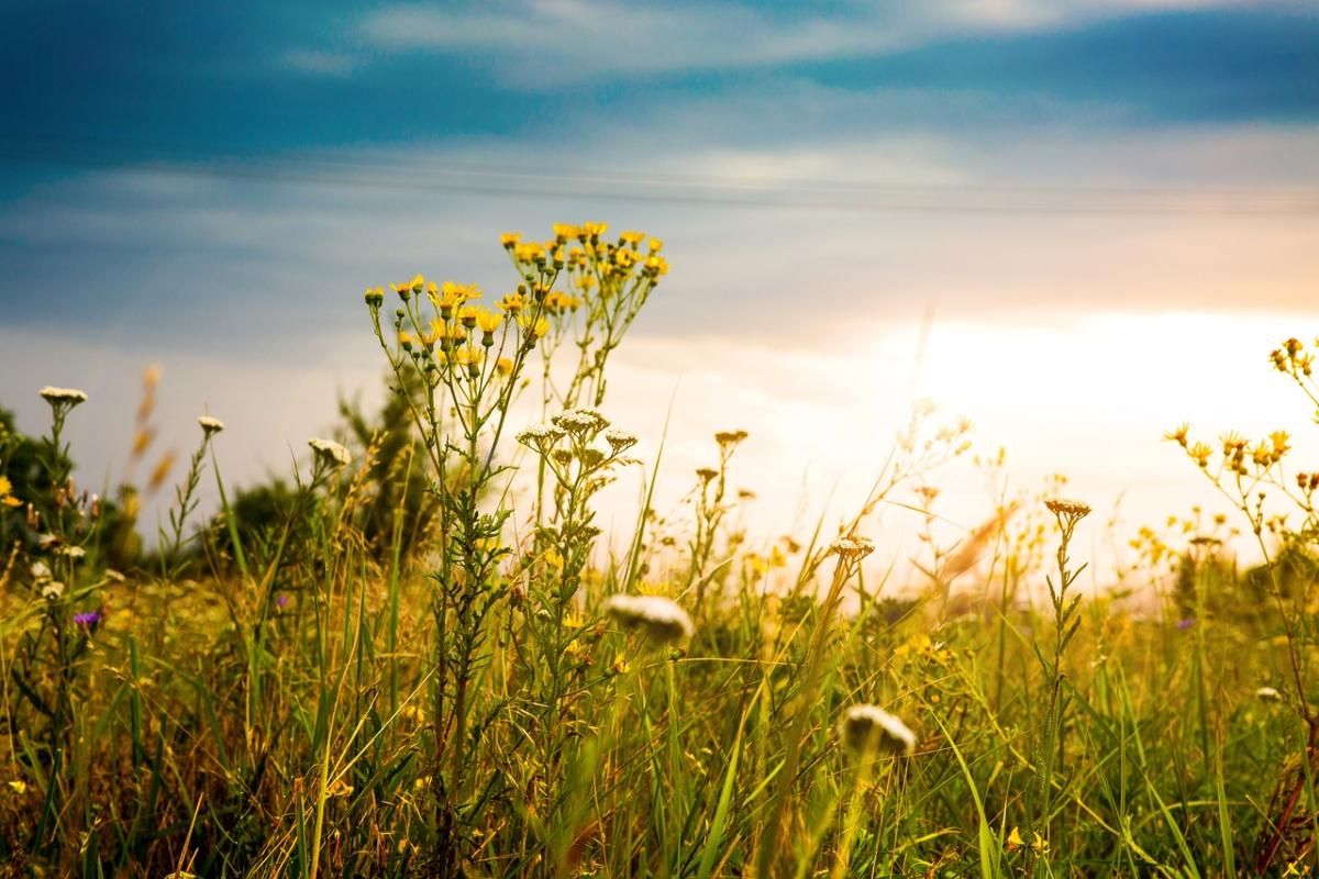 Creating a Micro Prairie