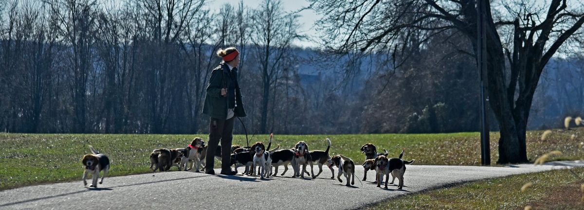 Hills Bridge Beagles at Billingsley