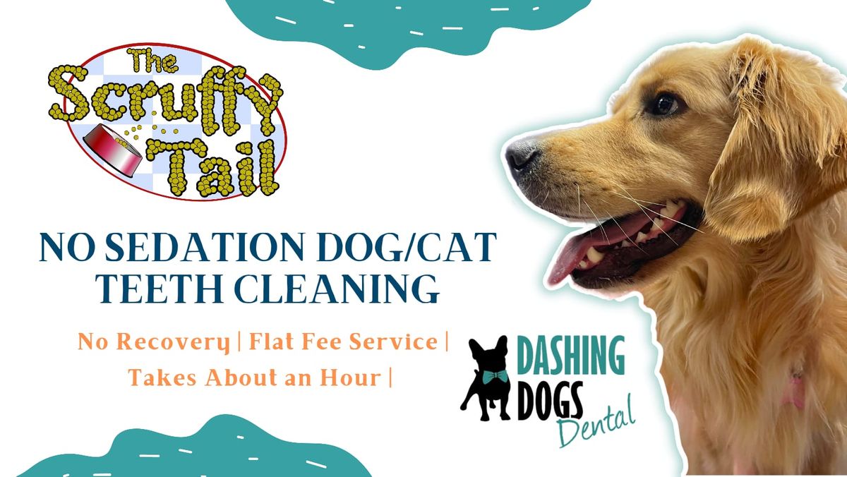 Dog & Cat Teeth Cleaning - Chilliwack