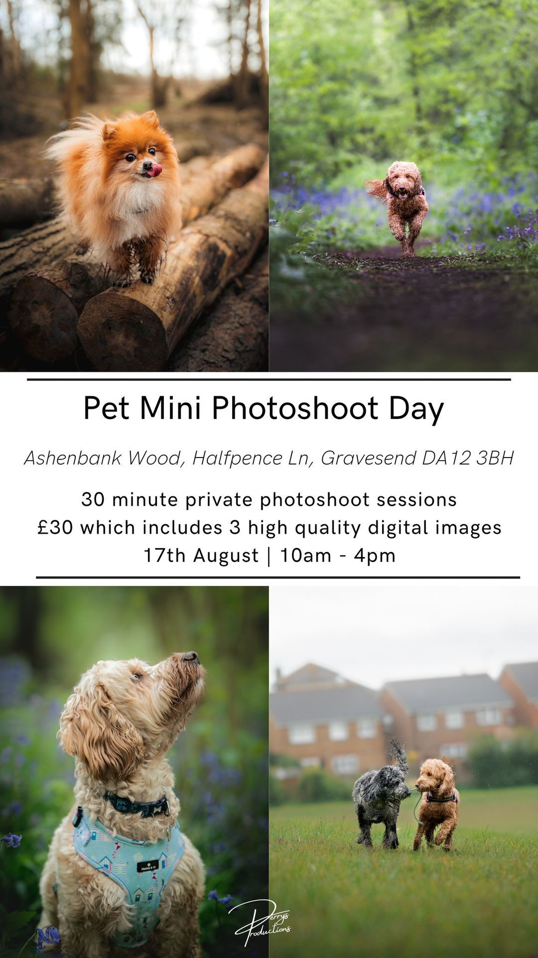 Kent Pet Mini Photoshoot Day