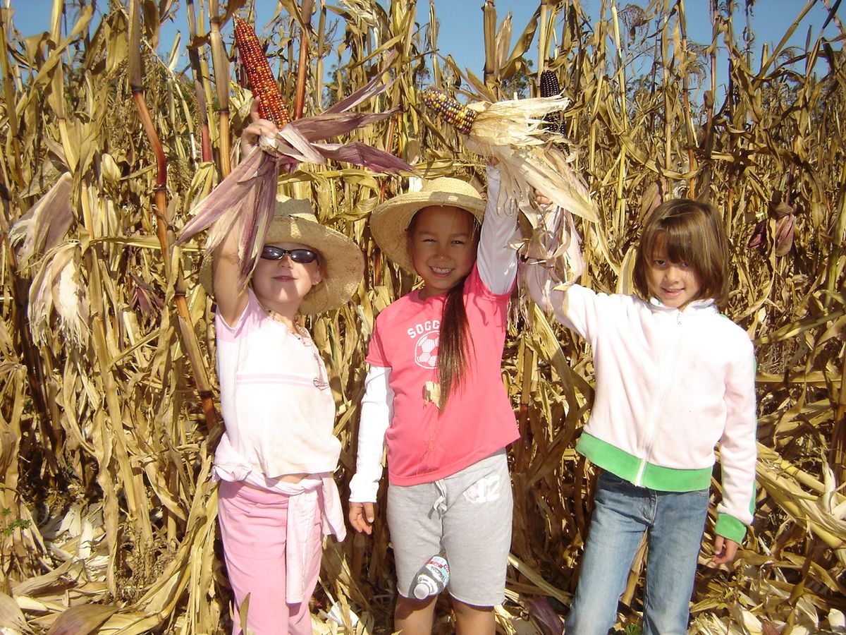 Harvest Festival