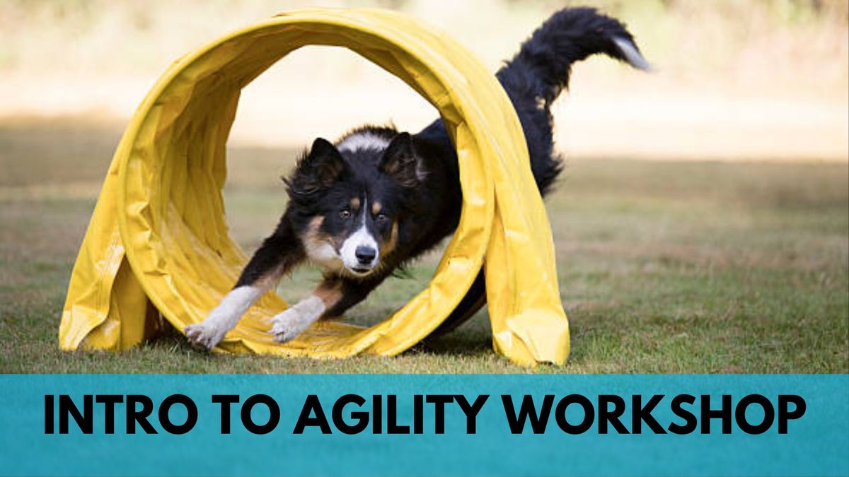 Intro to Agility Workshop