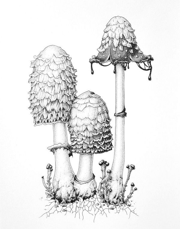 Fungi - Drawing in Ink, NatureArt Lab - Art Classes, Canberra, 3 July 2022