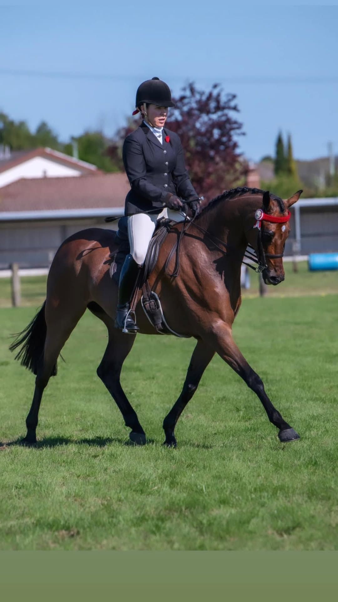 Longford Agricultural Show - Showhorse 