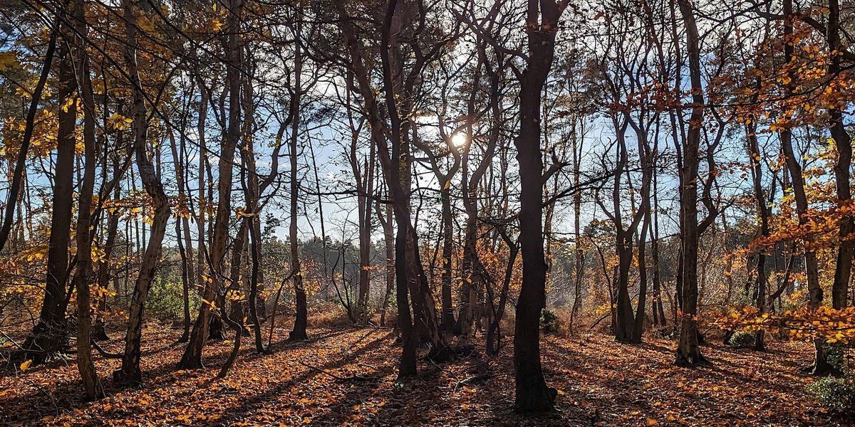 Forest Bathing  at Broadland Country Park