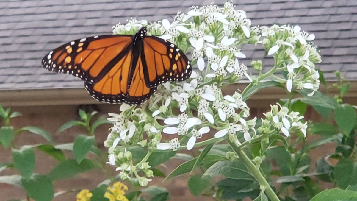 Creating a Monarch Habitat