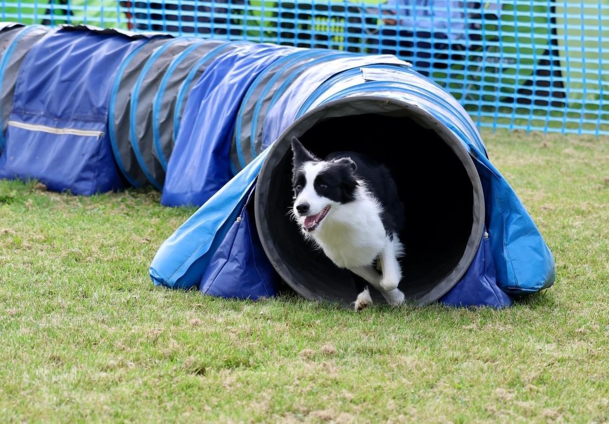 Agility-Seminar mit Sarah Schwarz