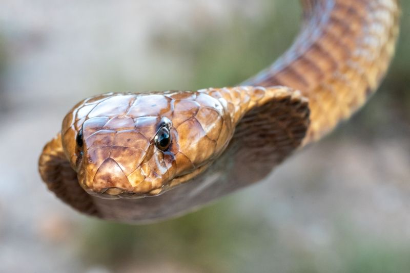 Snake Identification, Handling & Snakebite Treatment