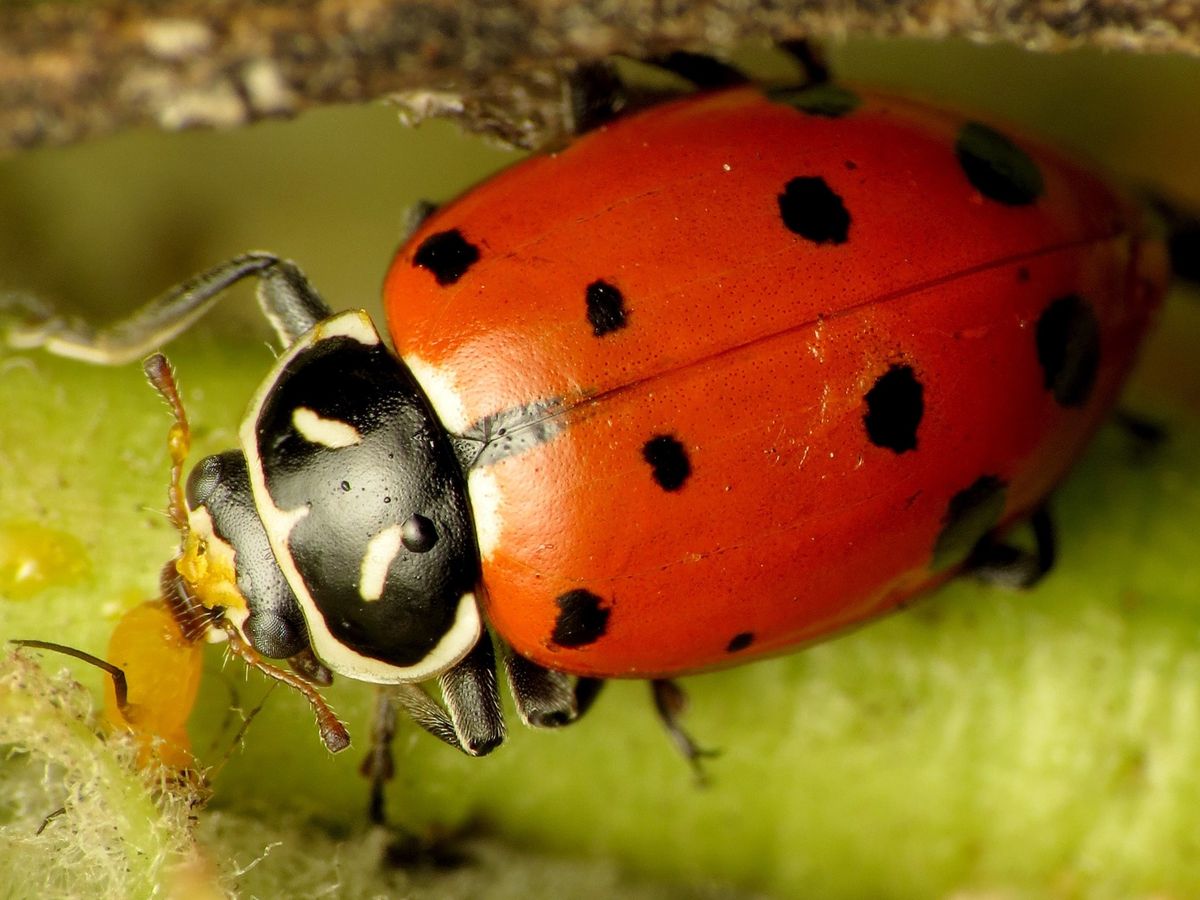 Bug Bunch Enrichment Class (ages 5-8) 