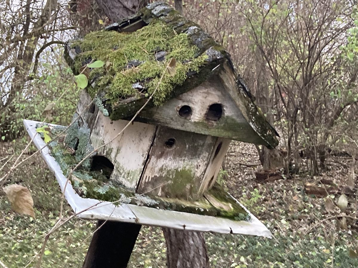 Farm Report at The Crows Nest