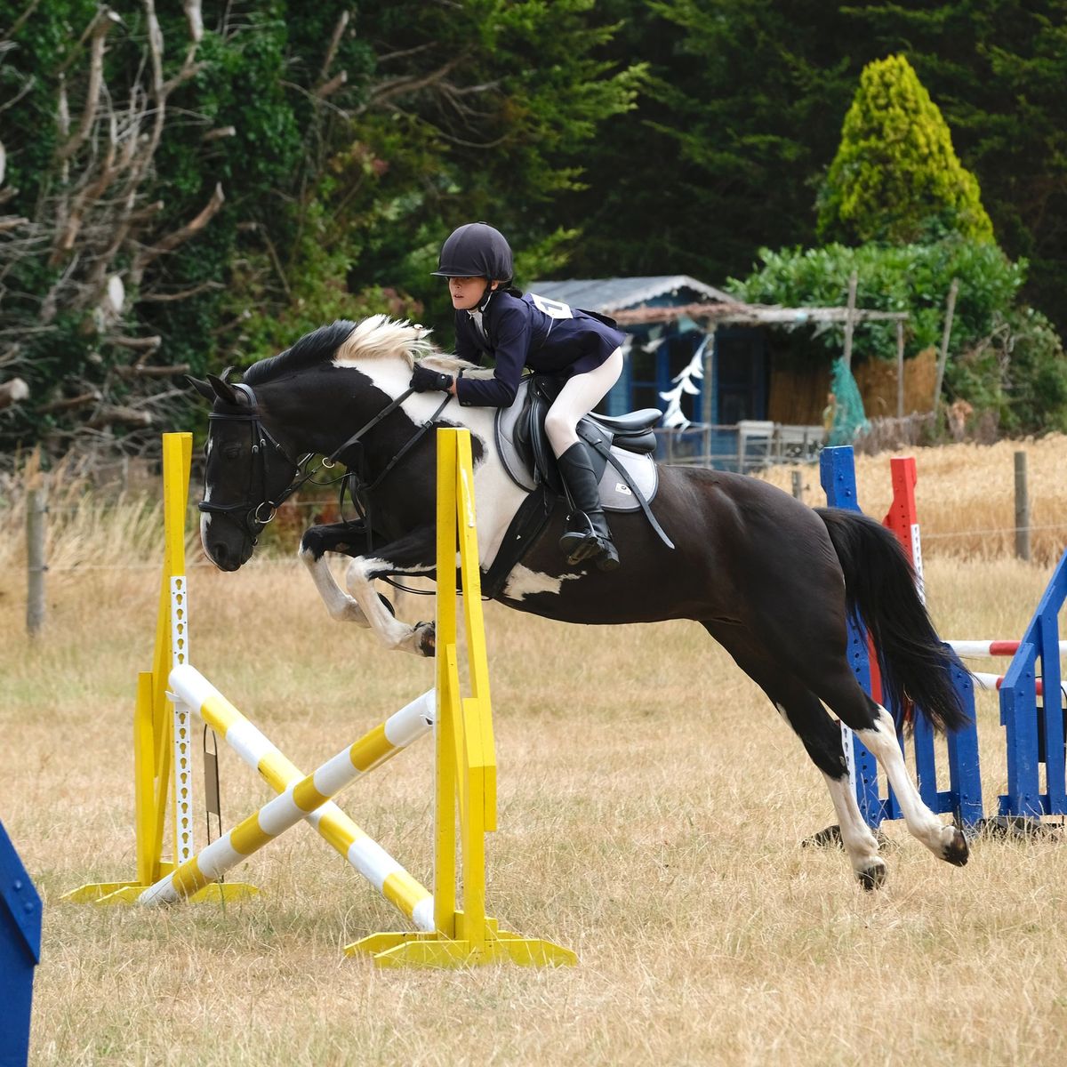 Open Show with Showing, Show Jumping, Working Hunter, Dressage and Fun Dog Show