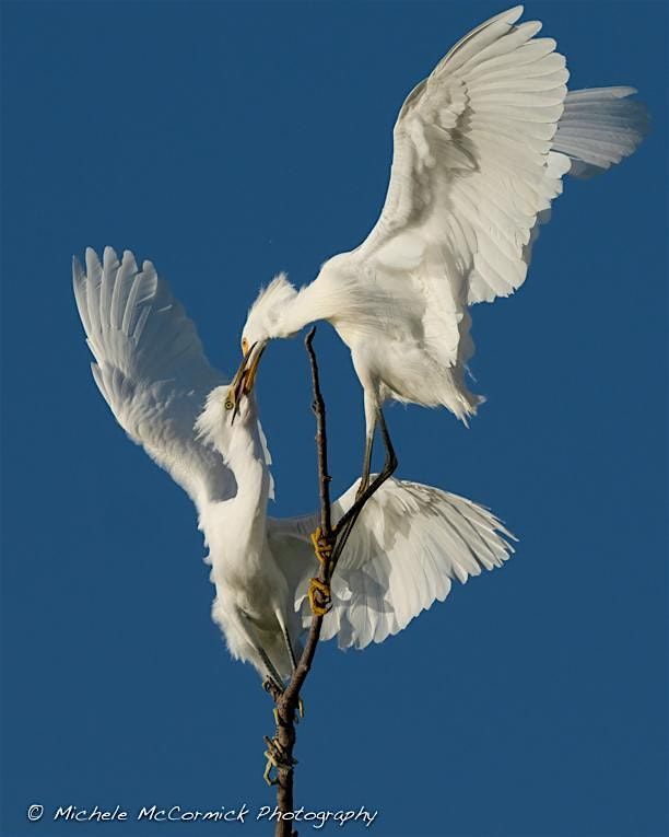 D1 Birds and Benches Birding Workshop with Michele McCormick and Ben Graber