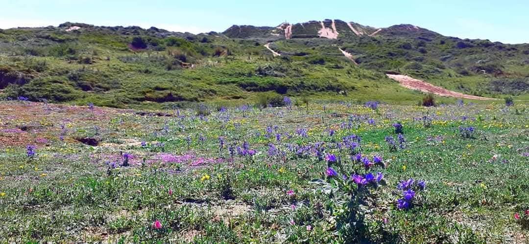 Solstice Wild Flower Walk