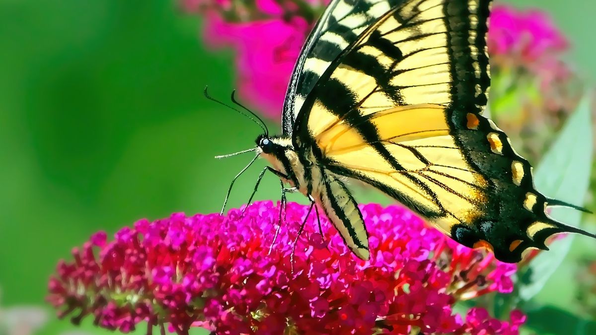 Outdoor Insect & Flower Photography Workshop