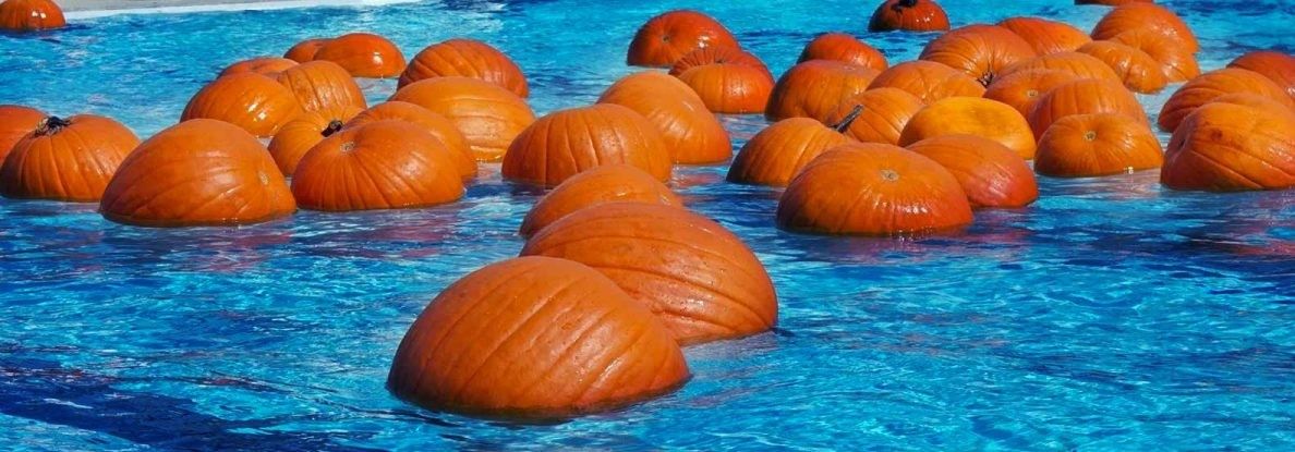 Pumkin Pool-Ooza- A floating pumpkin patch! 