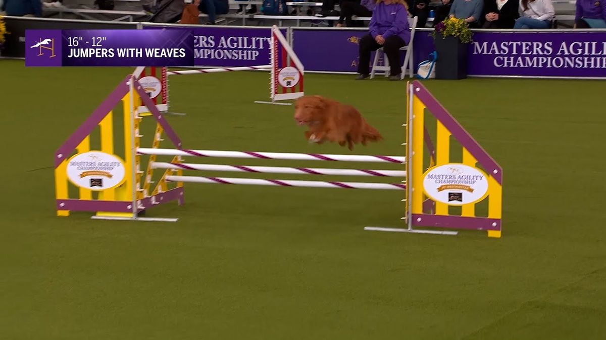 Westminster Kennel Club Dog Show: Masters Agility Finals