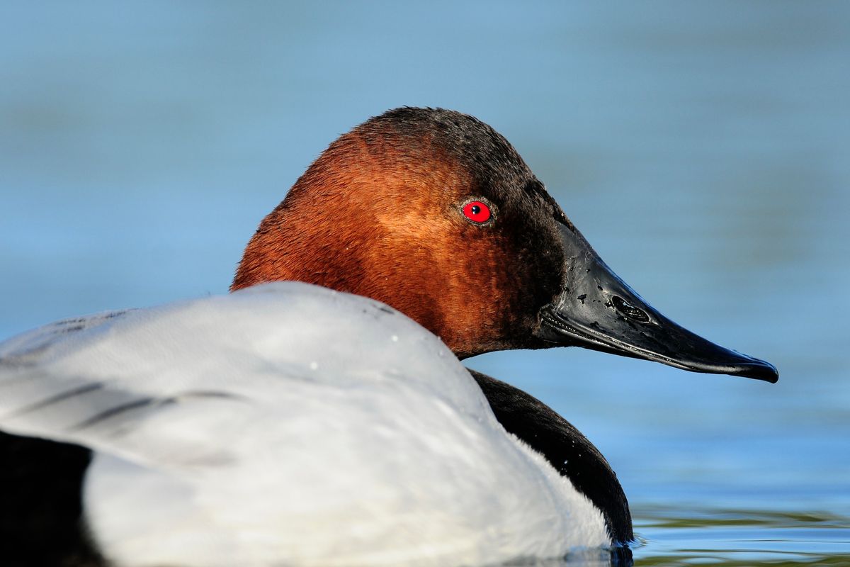 Waterfowl ID with Sample Duck Recipe Tasting