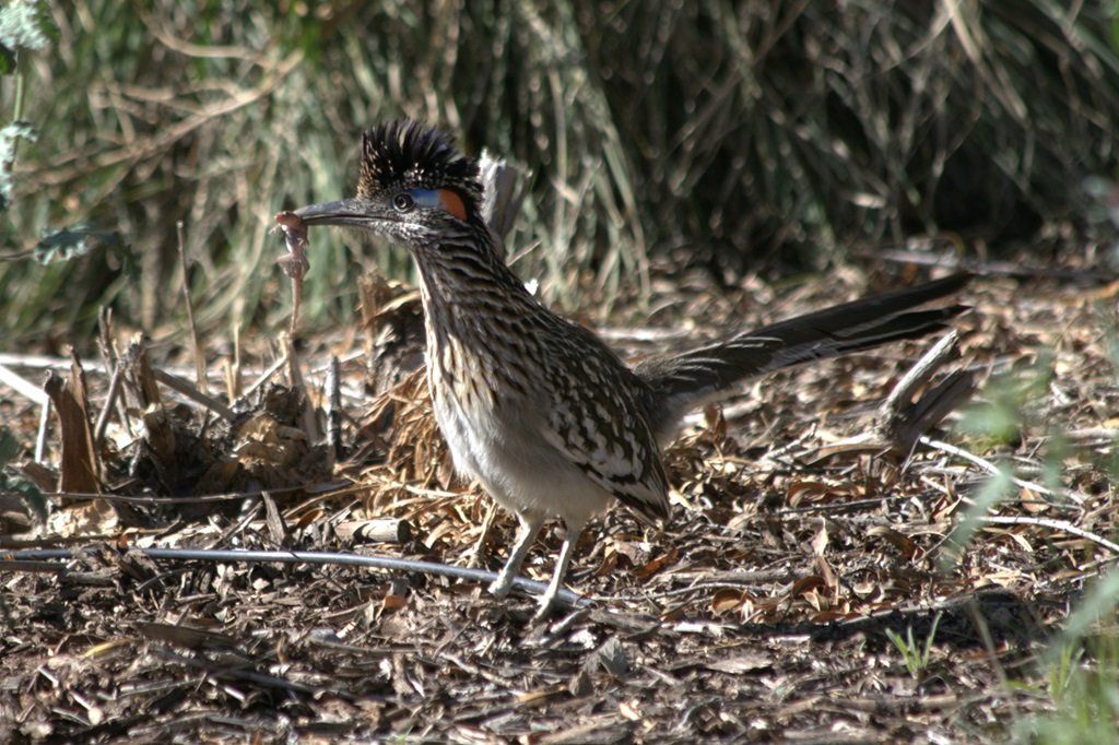 Birds of Mission Garden