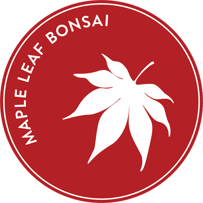 Maple Leaf Bonsai