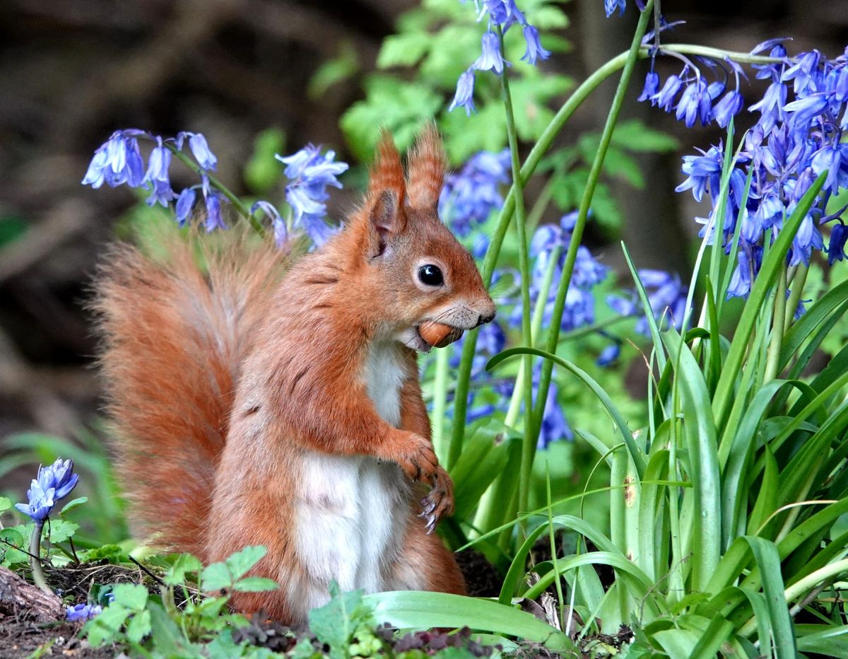 The Isle of Wight Red Squirrel Trust  & Wight Squirrel Project Bluebell Day