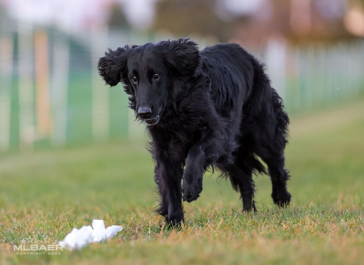 Medina Kennel Club 