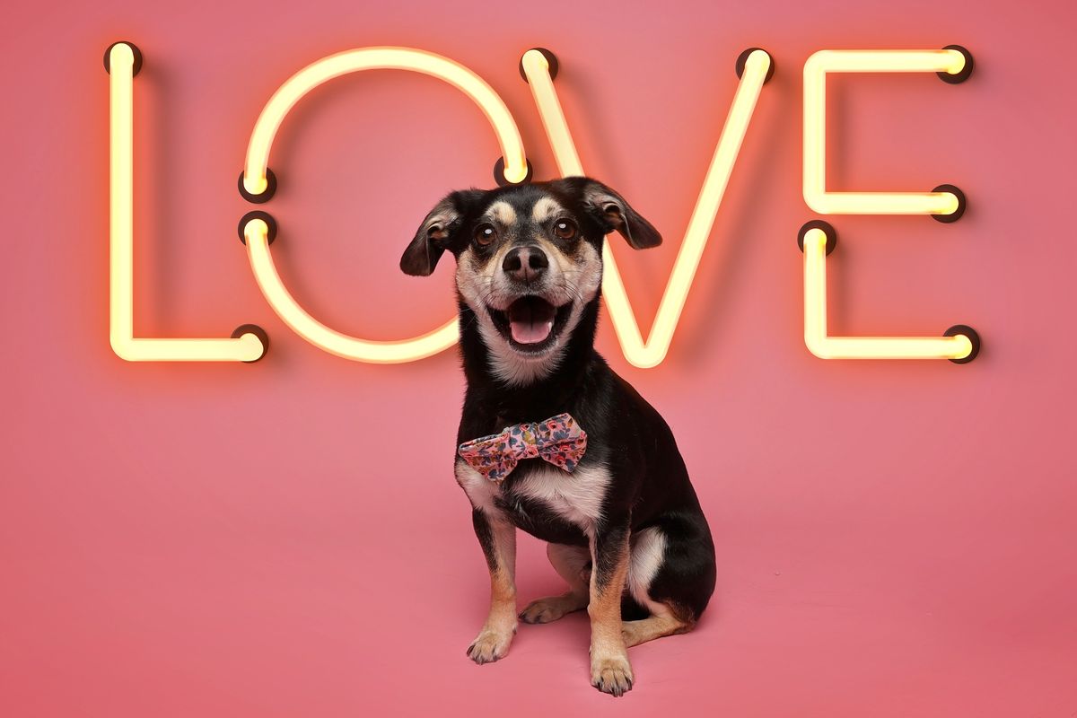 Valentine's Pet Photos