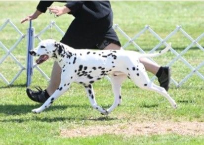 Greater Pittsburgh Dalmatian Club Regional Specialty (2 shows in 1 day!)