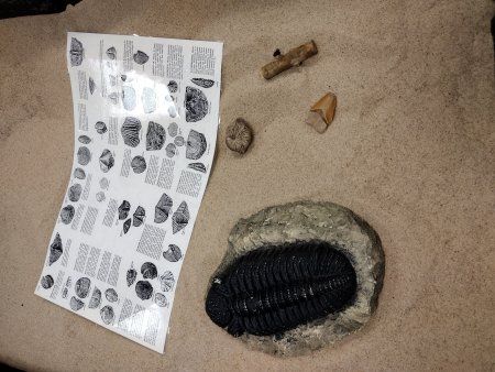 January Saturdays: Devonian Fossils