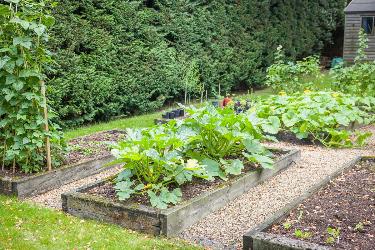 Backyard Veggie Garden Class