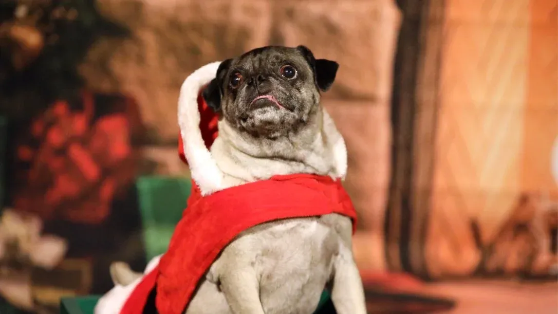 Christmas Pug Holiday Event