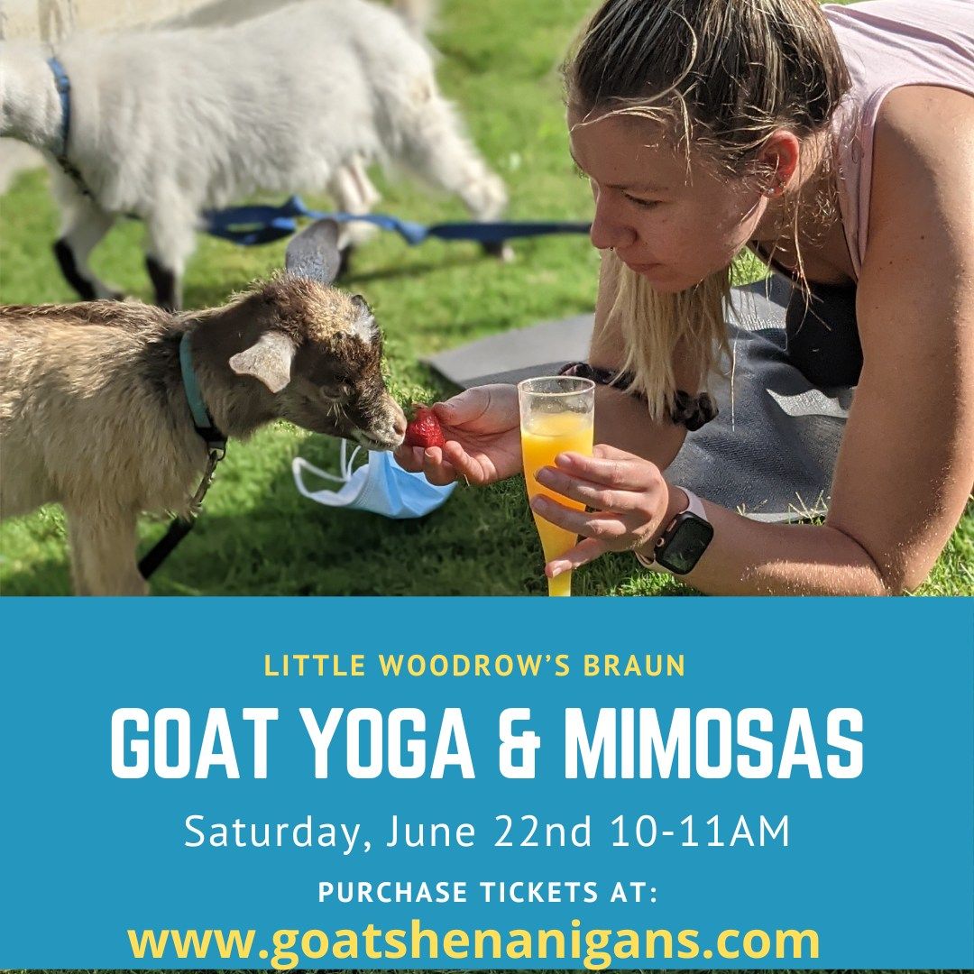 Goat Yoga and Mimosas at Little Woodrow's Braun in San Antonio