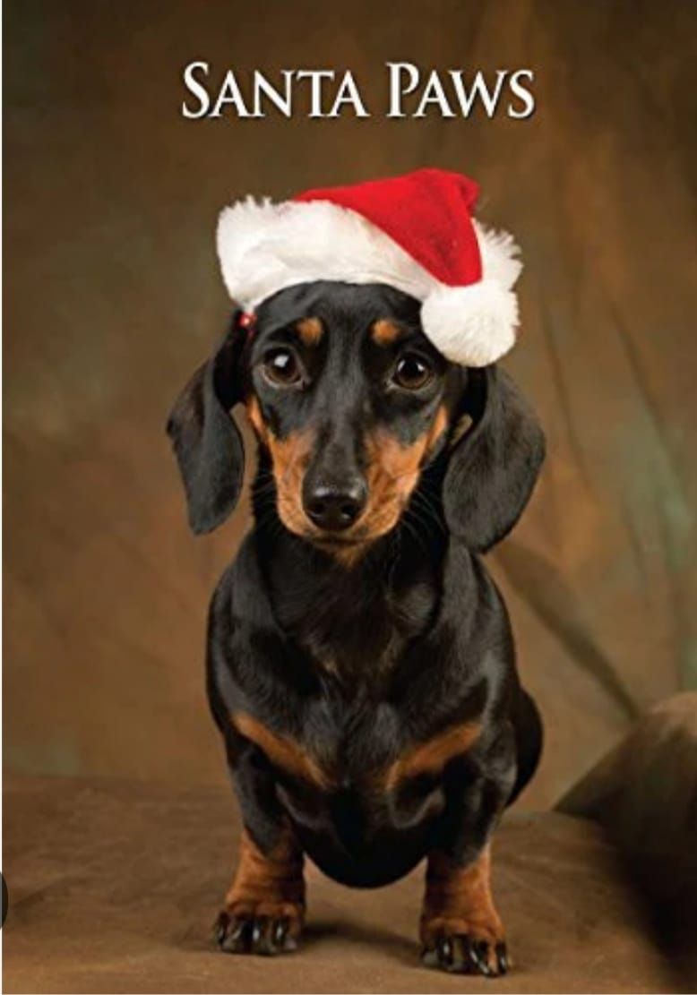 Pontefract Racecourse Christmas special Monthly Dachshund Walk 