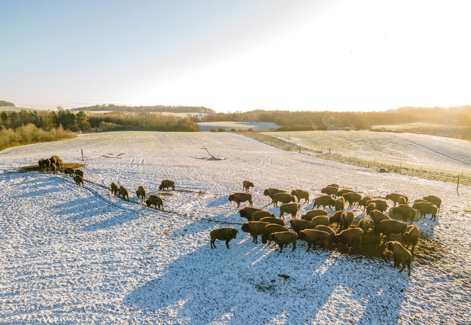 Julefrokost p\u00e5 Ditlevsdal Bisonfarm