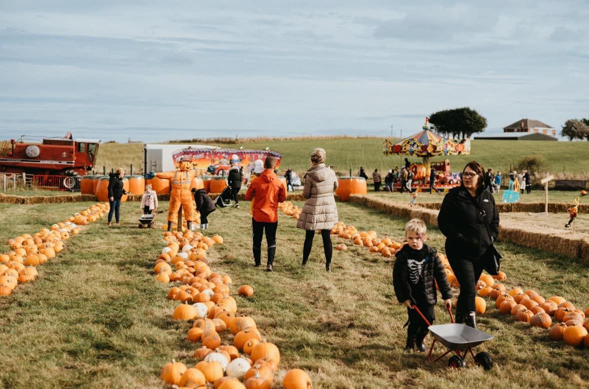 PUMPKIN PICKING AT TWEDDLE FARM!