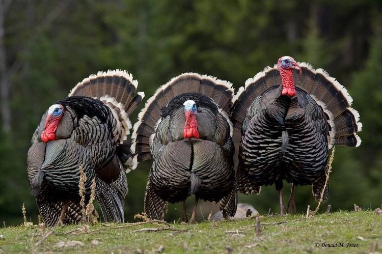 Wild Turkeys of South Platte Park